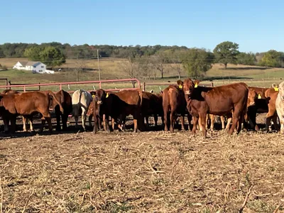 cattle listing photo