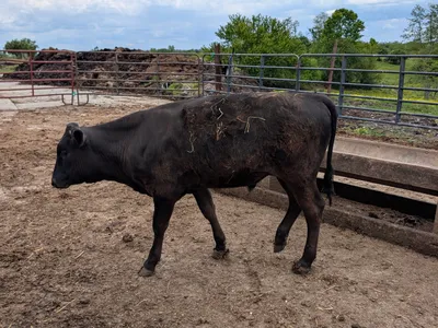 cattle listing photo