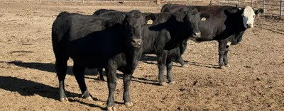 cattle listing photo
