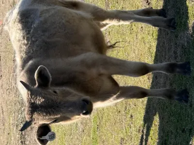 cattle listing photo