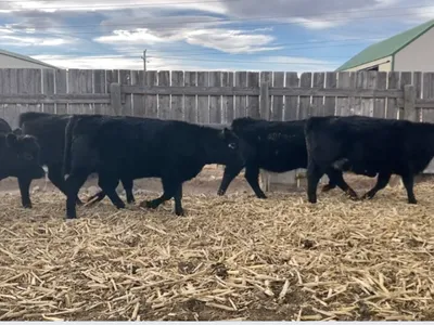 cattle listing photo