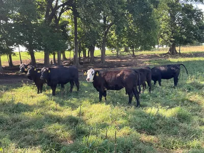 cattle listing photo