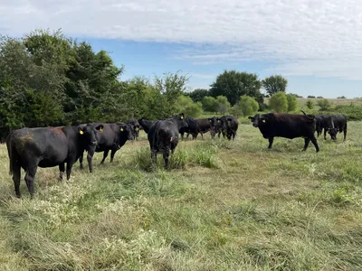 cattle listing photo