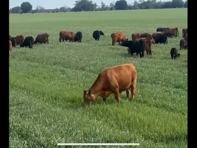 cattle listing photo