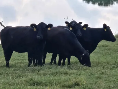 cattle listing photo