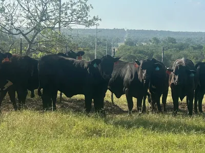 cattle listing photo