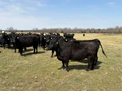 cattle listing photo