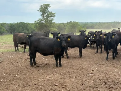 cattle listing photo