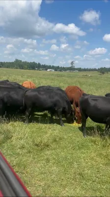 cattle listing photo