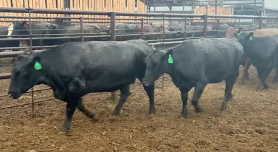 cattle listing photo