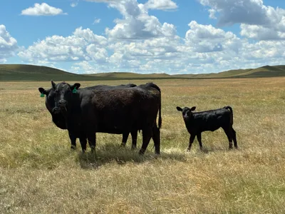cattle listing photo