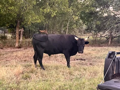 cattle listing photo