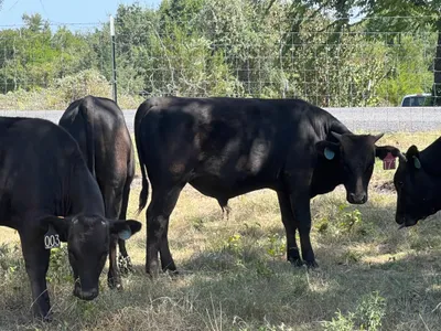 cattle listing photo