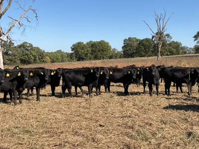 cattle listing photo