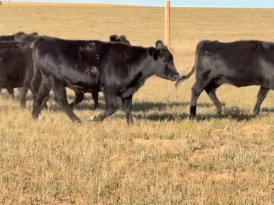 cattle listing photo