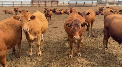 cattle listing photo