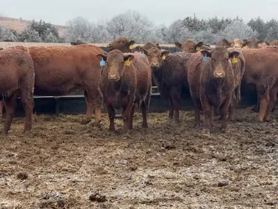 cattle listing photo