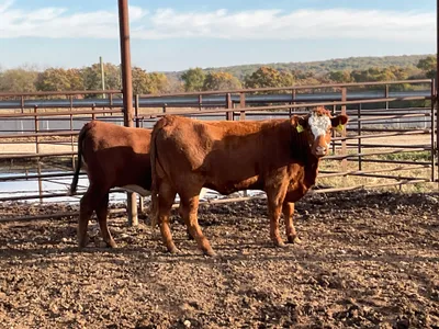 cattle listing photo