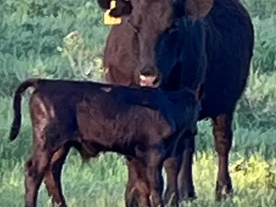 cattle listing photo