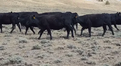 cattle listing photo