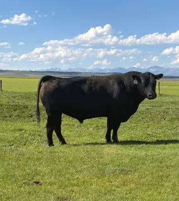 cattle listing photo