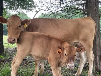 cattle listing photo