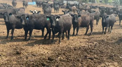 cattle listing photo