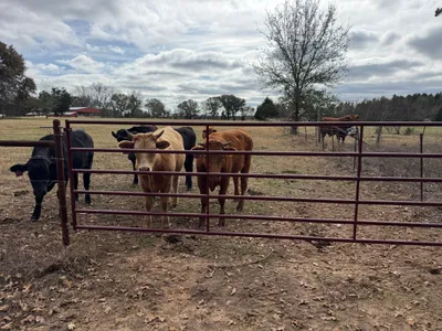 cattle listing photo