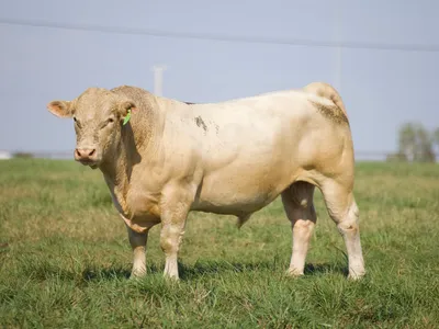 cattle listing photo