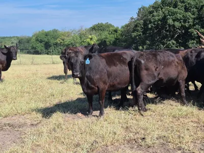 cattle listing photo