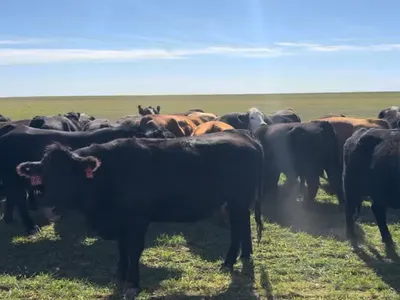 cattle listing photo