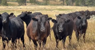 cattle listing photo