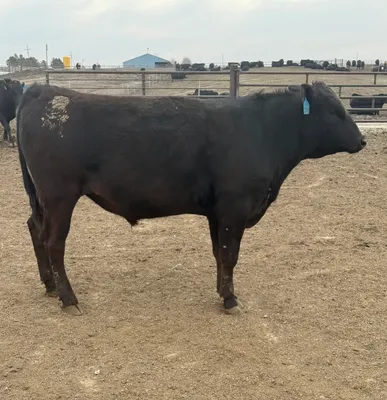 cattle listing photo