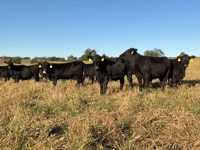 cattle listing photo