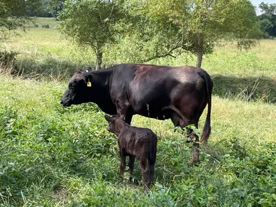 cattle listing photo