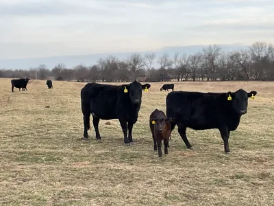 cattle listing photo