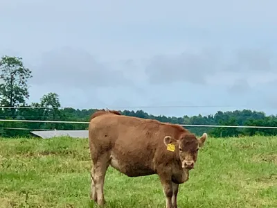 cattle listing photo