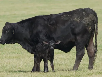 cattle listing photo