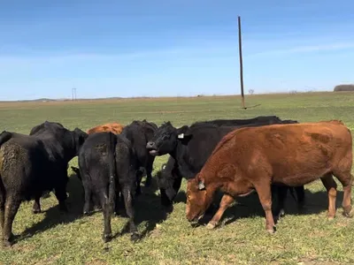 cattle listing photo