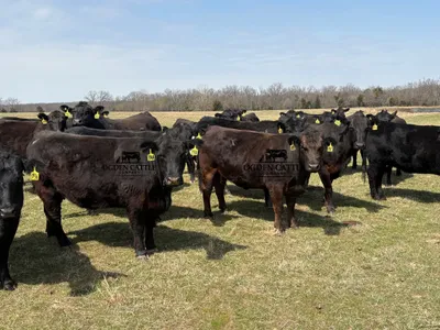 cattle listing photo
