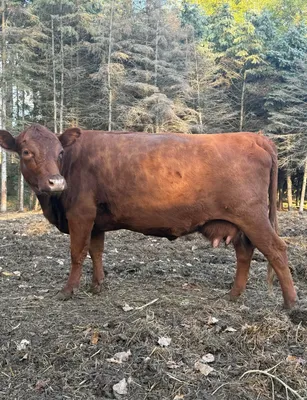 cattle listing photo