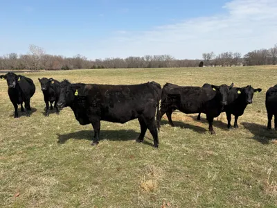cattle listing photo