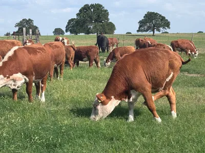 cattle listing photo