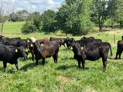 cattle listing photo