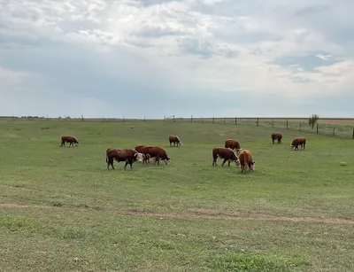 cattle listing photo