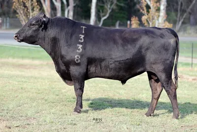 cattle listing photo
