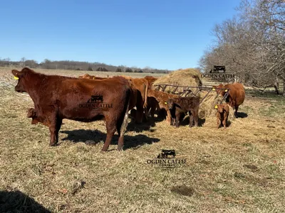 cattle listing photo