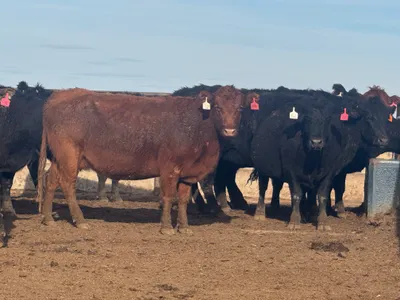 cattle listing photo