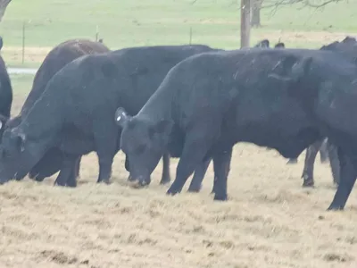 cattle listing photo