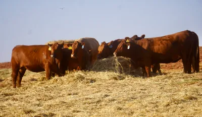 cattle listing photo